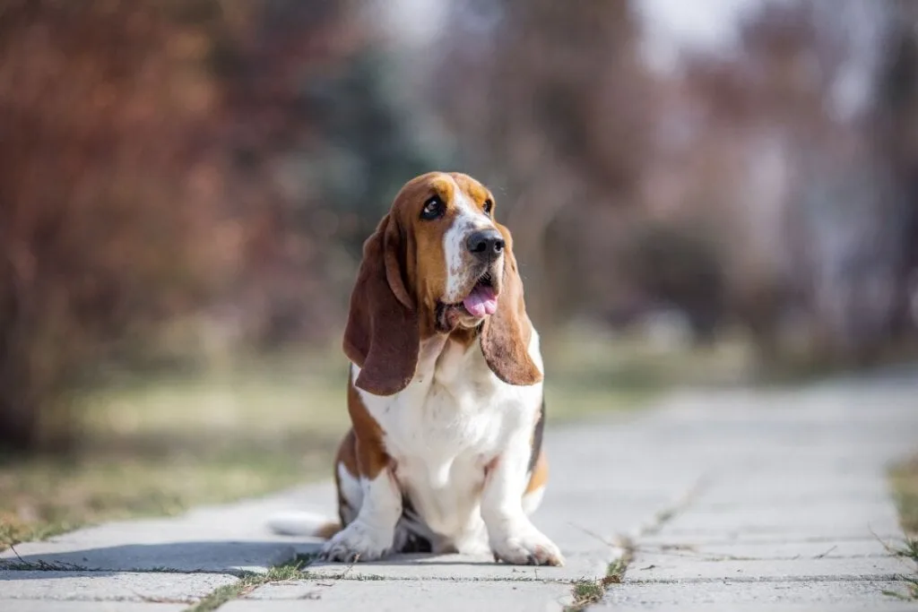 4 características do cachorro da raça basset hound 