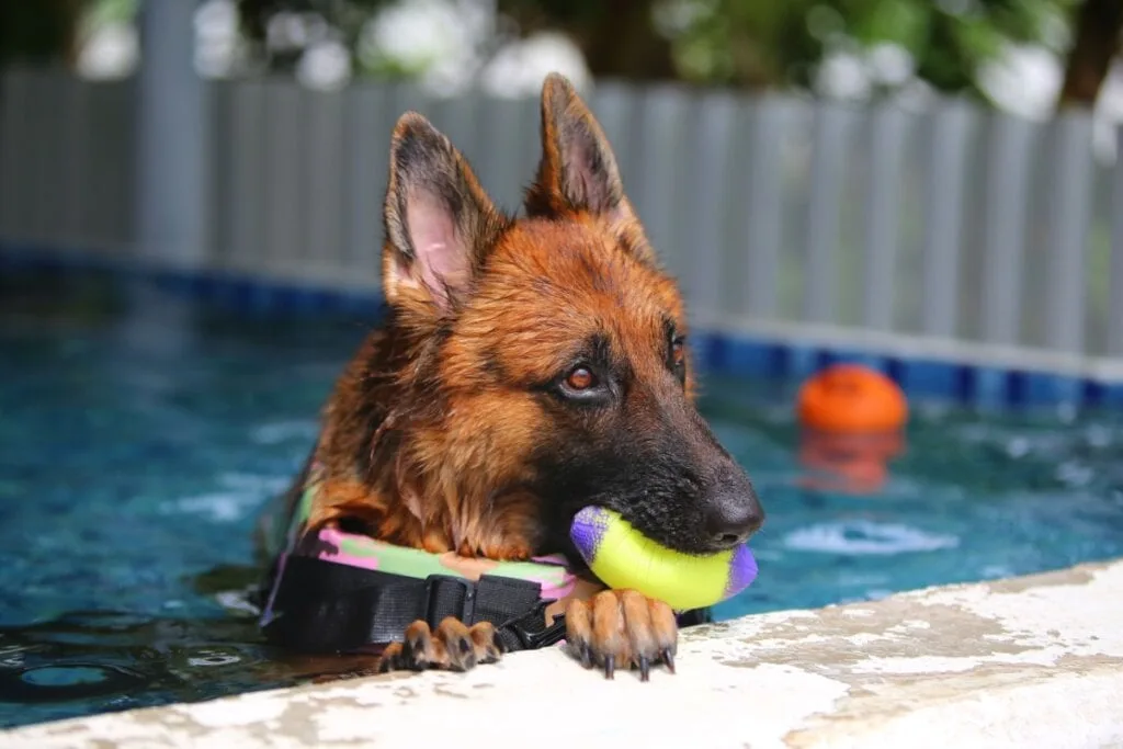 8 dicas para escolher o hotel para deixar o cachorro nas férias