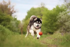 4 características do cachorro da raça malamute do Alasca