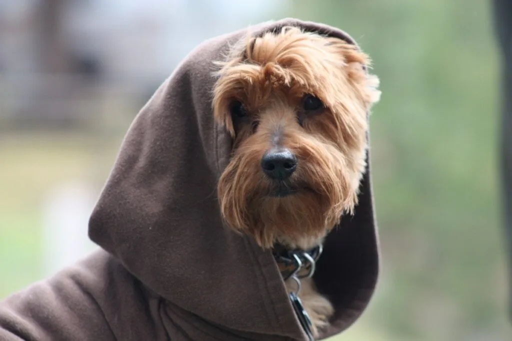 12 nomes de personagens de Star Wars para cachorro