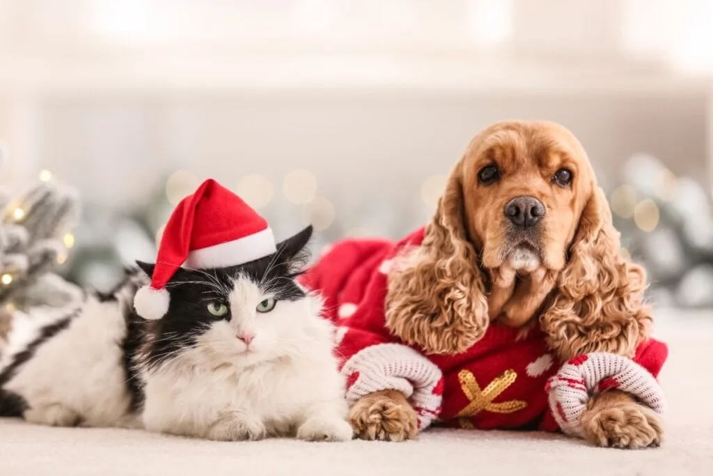 8 presentes de Natal criativos para os animais 