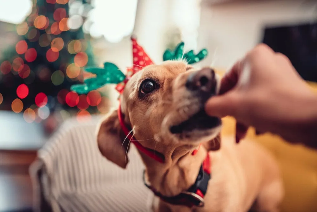 11 comidas de Natal e Ano-Novo tóxicas para cachorros