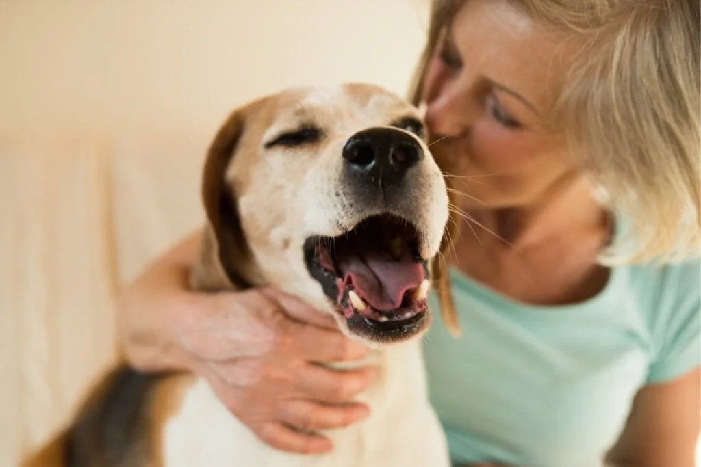 Veja como ensinar o cachorro a fazer xixi no lugar certo