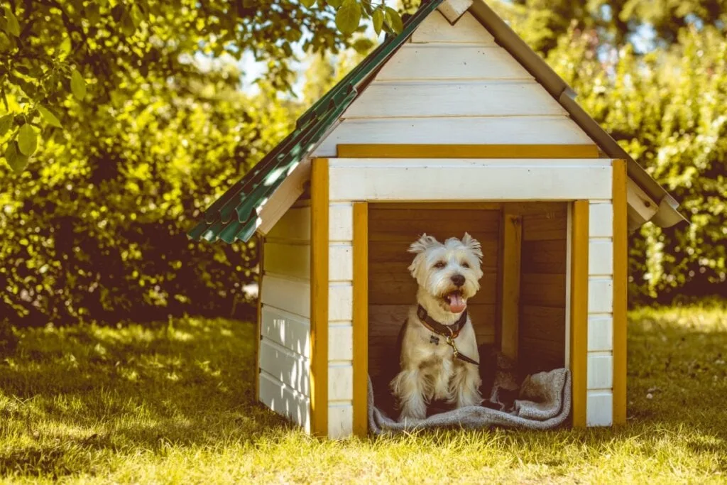 5 atitudes consideradas maus-tratos contra os animais