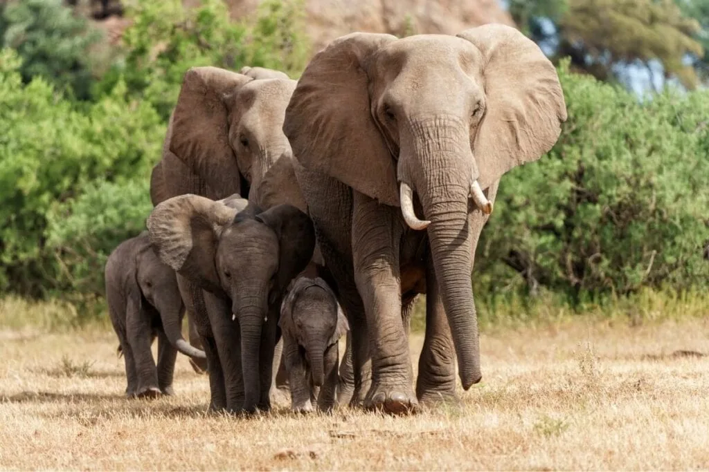 8 maiores mamíferos do mundo 