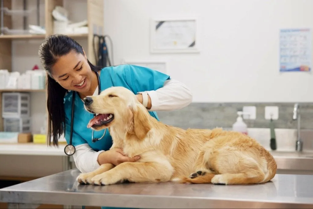 Veja a importância de vermifugar cães e gatos