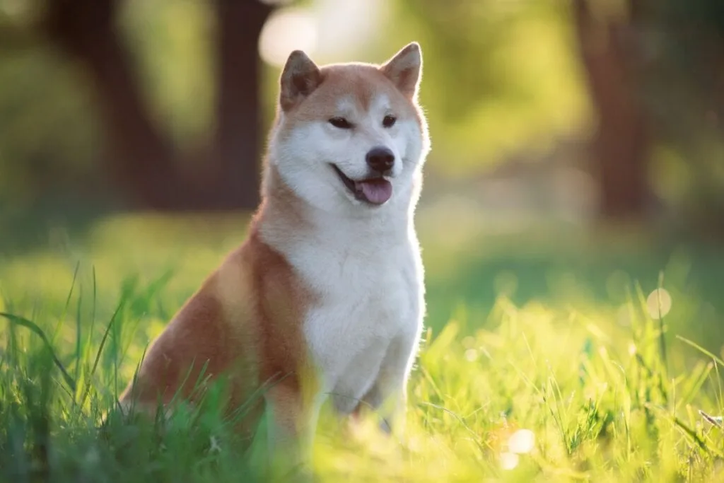 8 diferenças entre as raças akita e shiba inu 