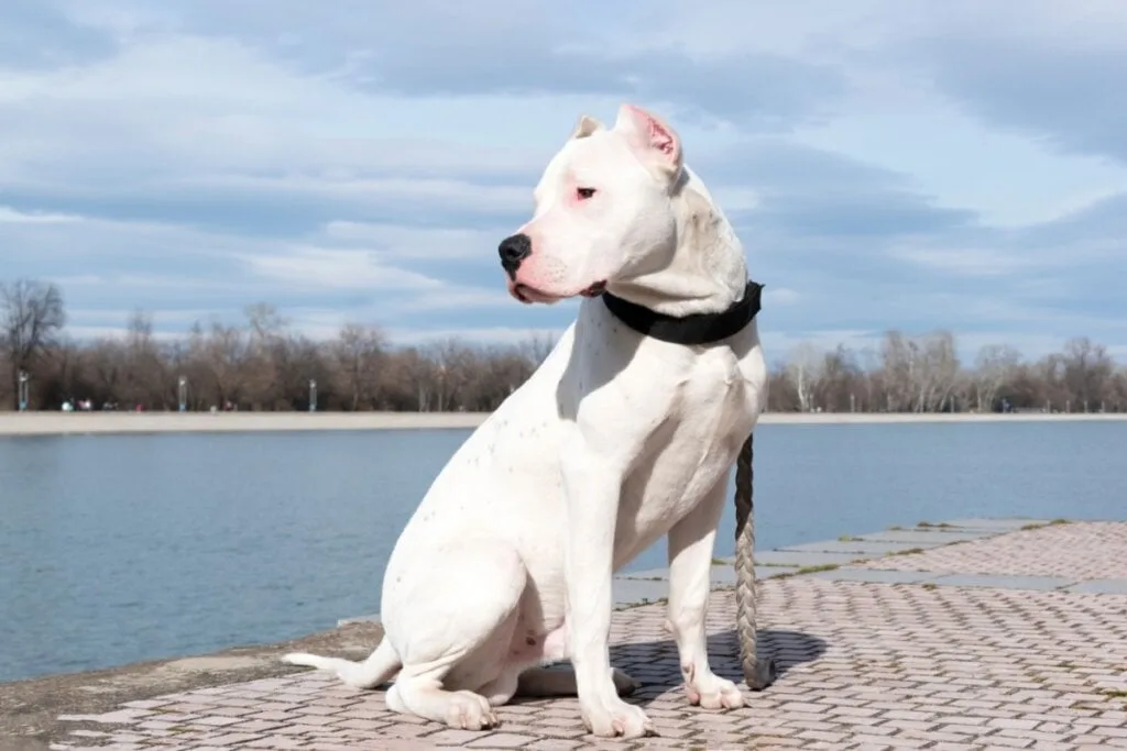 4 características do cachorro da raça dogo argentino 