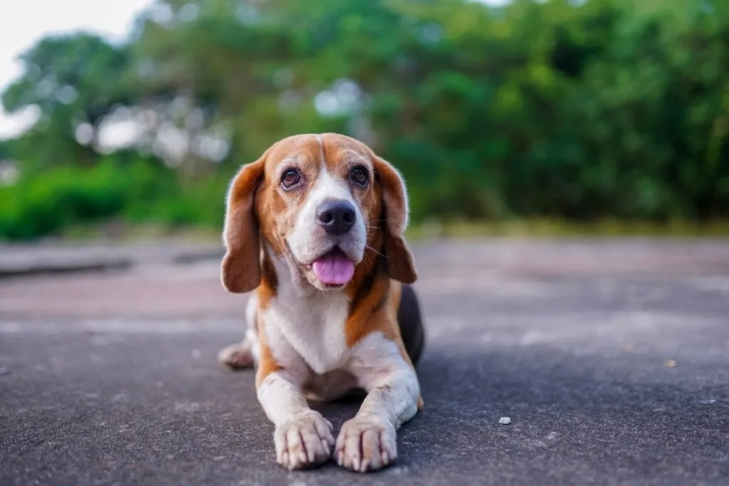 9 diferenças entre as raças beagle e basset hound