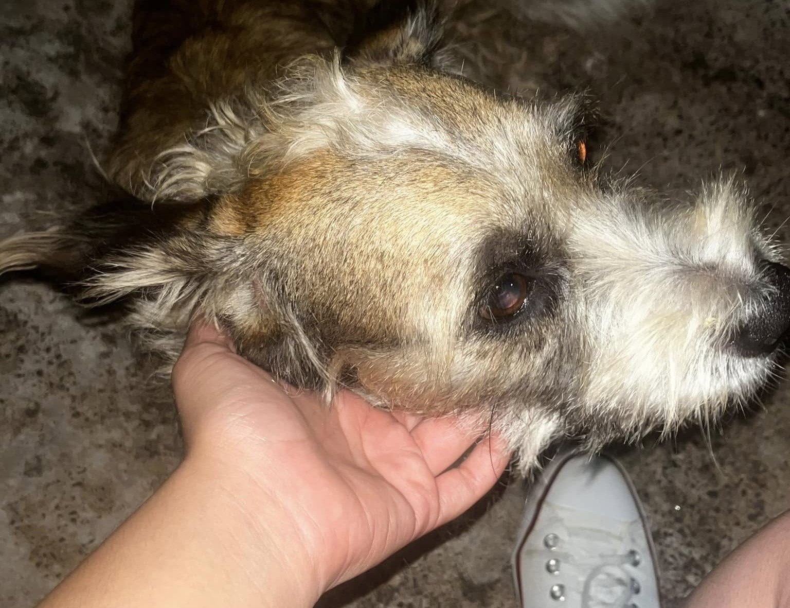 Uso de fogos ignora lei e gera transtornos