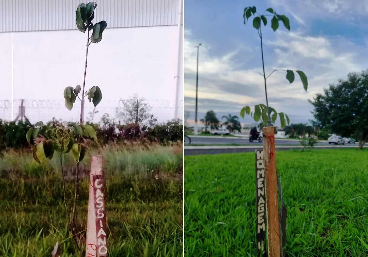 Limpeza' corta ipê e homenagem a empresário falecido em Marília