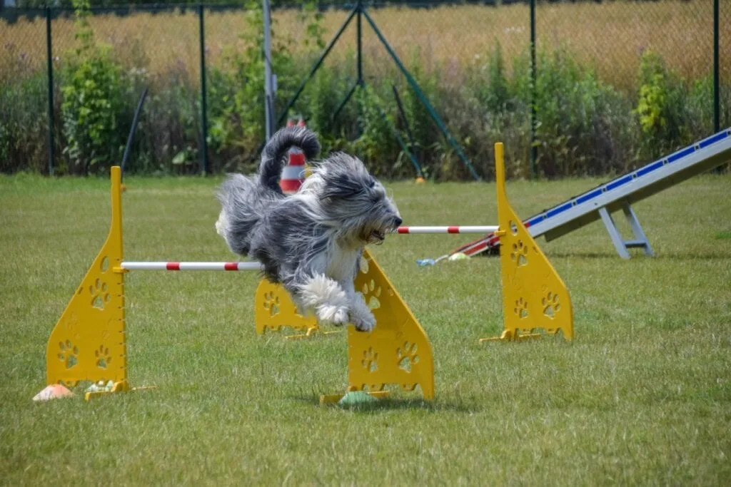 4 características do cachorro da raça bearded collie 