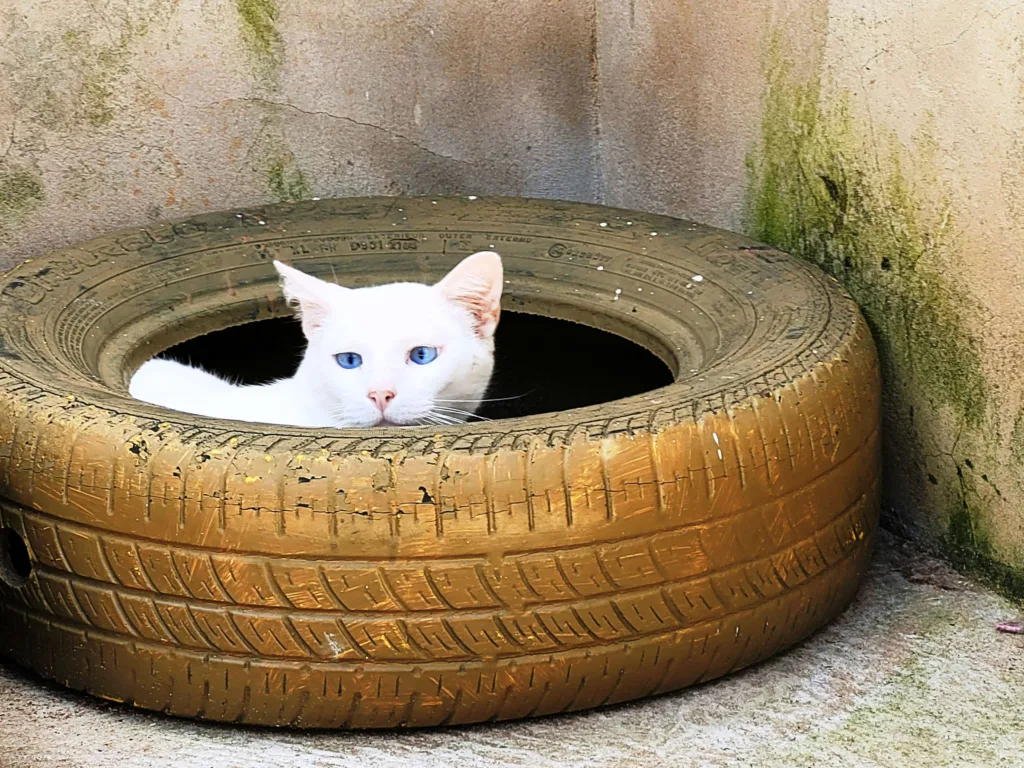 Abandono de gatos no CDHU cria riscos e sobrecarrega cuidadora em Marília