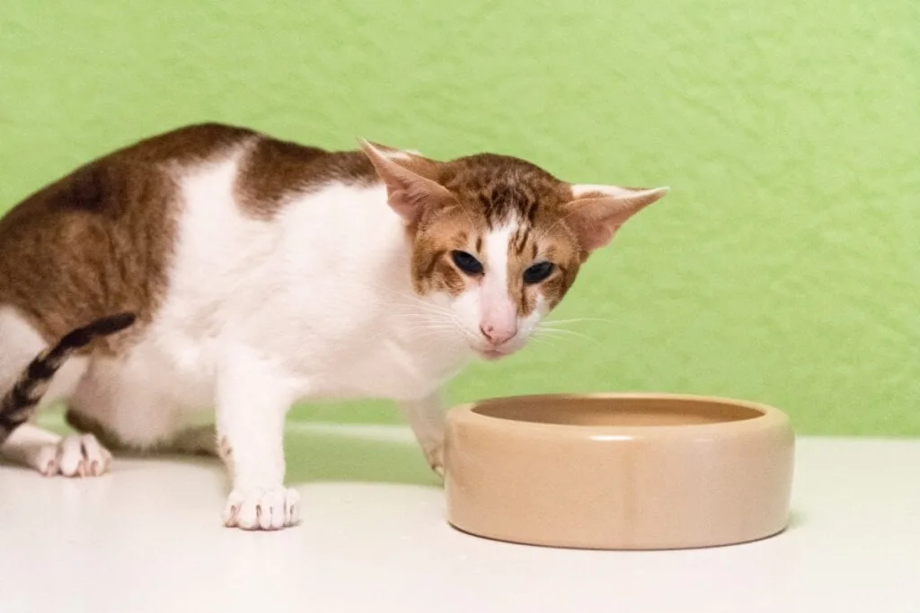 4 características do gato da raça oriental shorthair 