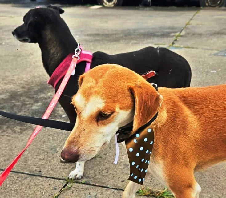 Feira de adoção em Marília oferece animais resgatados de rodovias