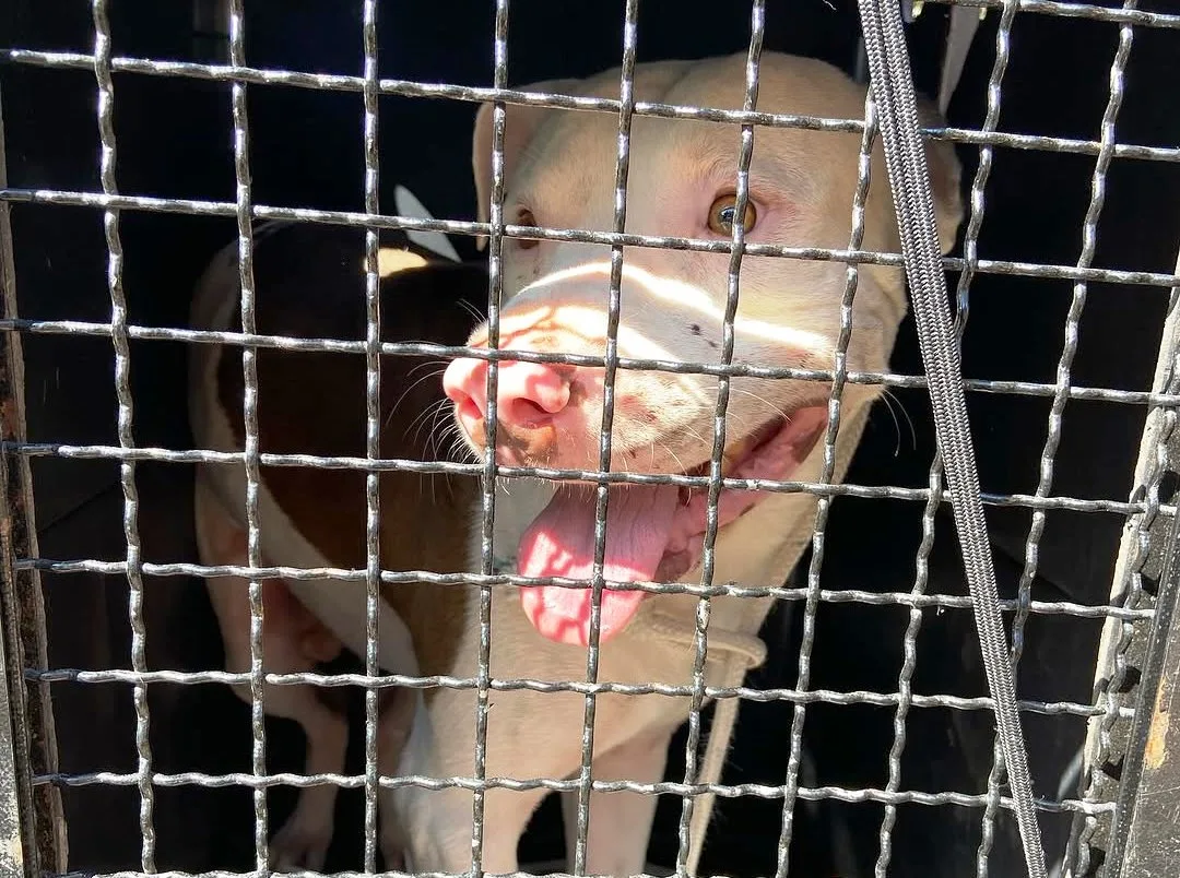 ONG recolhe pitbull após ataques e morte de cães na zona norte de Marília