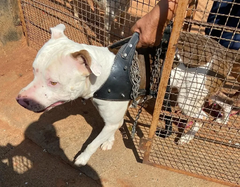 ONG recolhe pitbull após ataques e morte de cães na zona norte de Marília