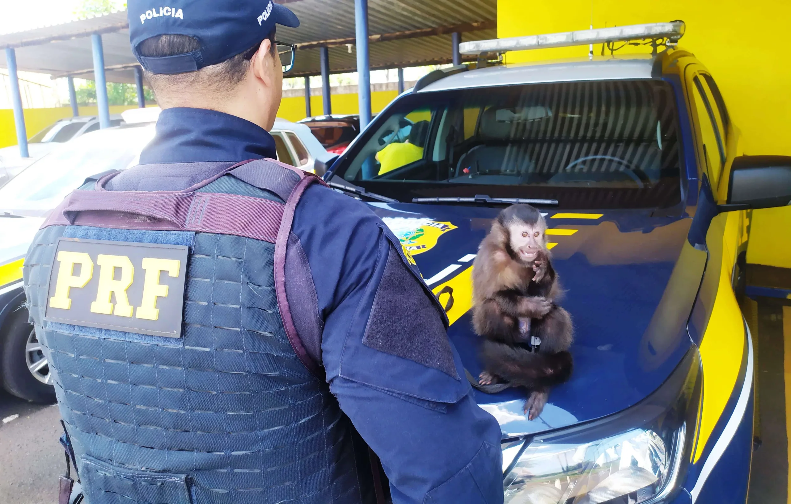 PRF resgata macaco e pássaros em transporte ilegal na BR-153PRF resgata macaco e pássaros em transporte ilegal na BR-153