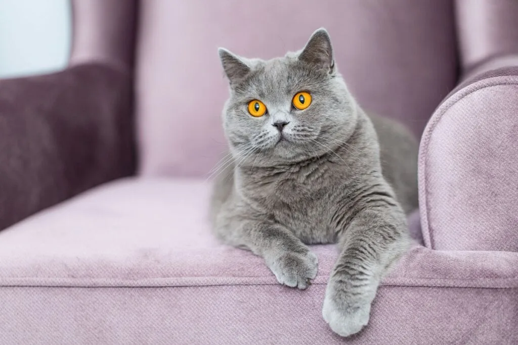 7 diferenças entre as raças british shorthair e chartreux 