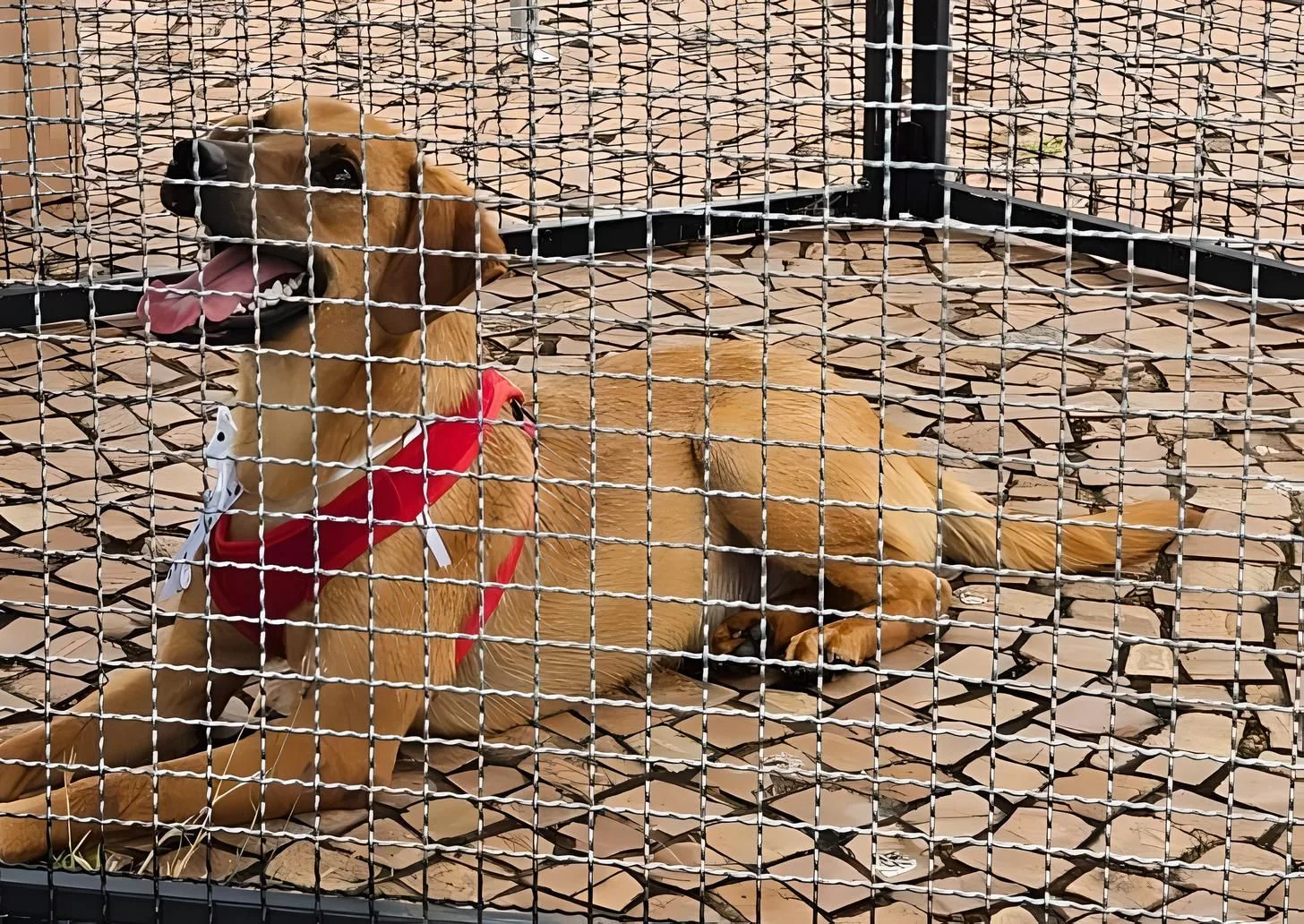 Feira de adoção em Marília oferece animais resgatados de rodovias