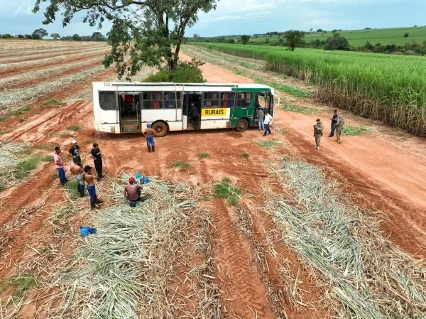 Força-tarefa flagra plantio para usinas sem banheiro ou água e refeitório