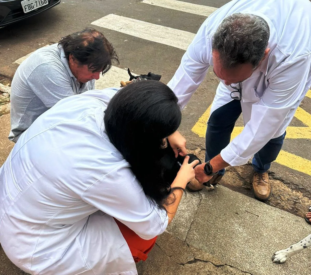 Zona norte terá vacinação de cães e gatos