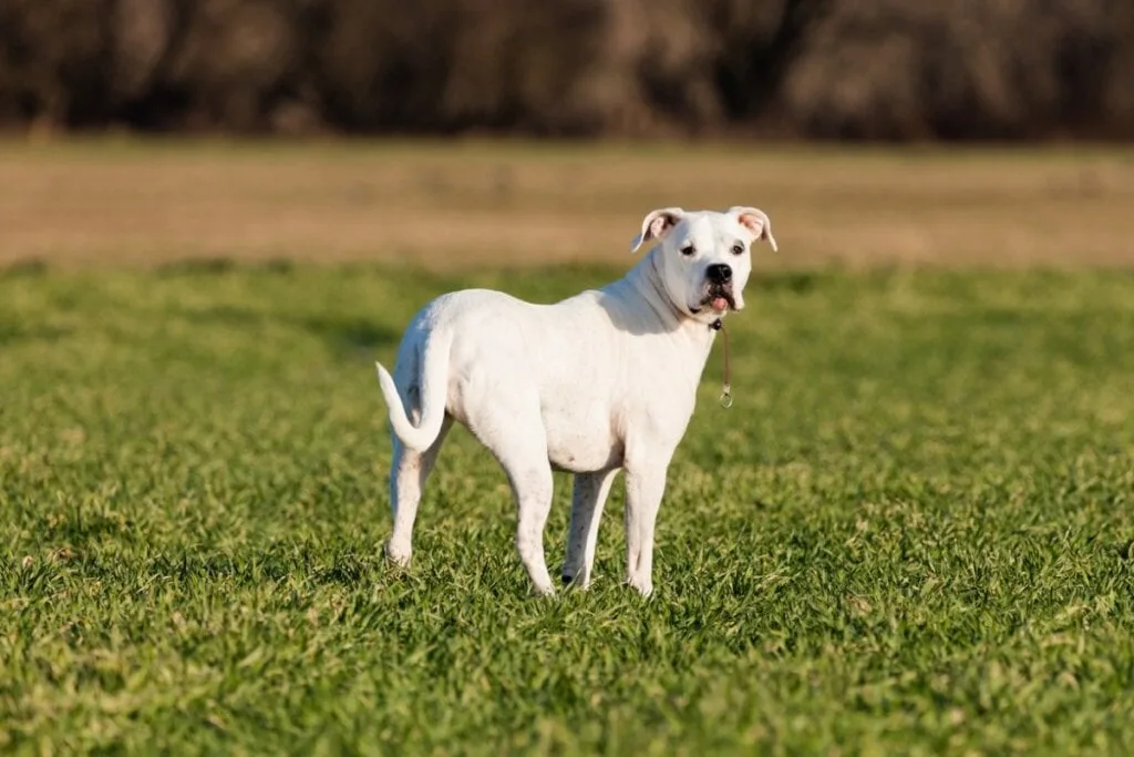 7 diferenças entre as raças dogo argentino e pitbull