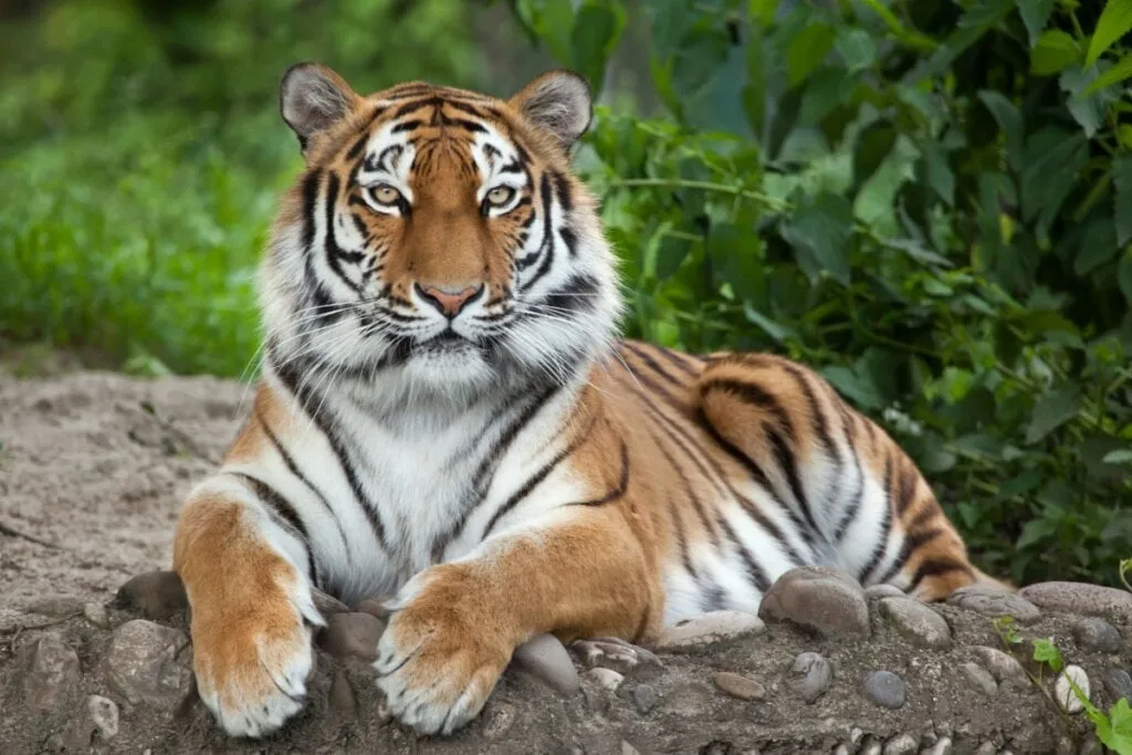 8 maiores felinos do mundo