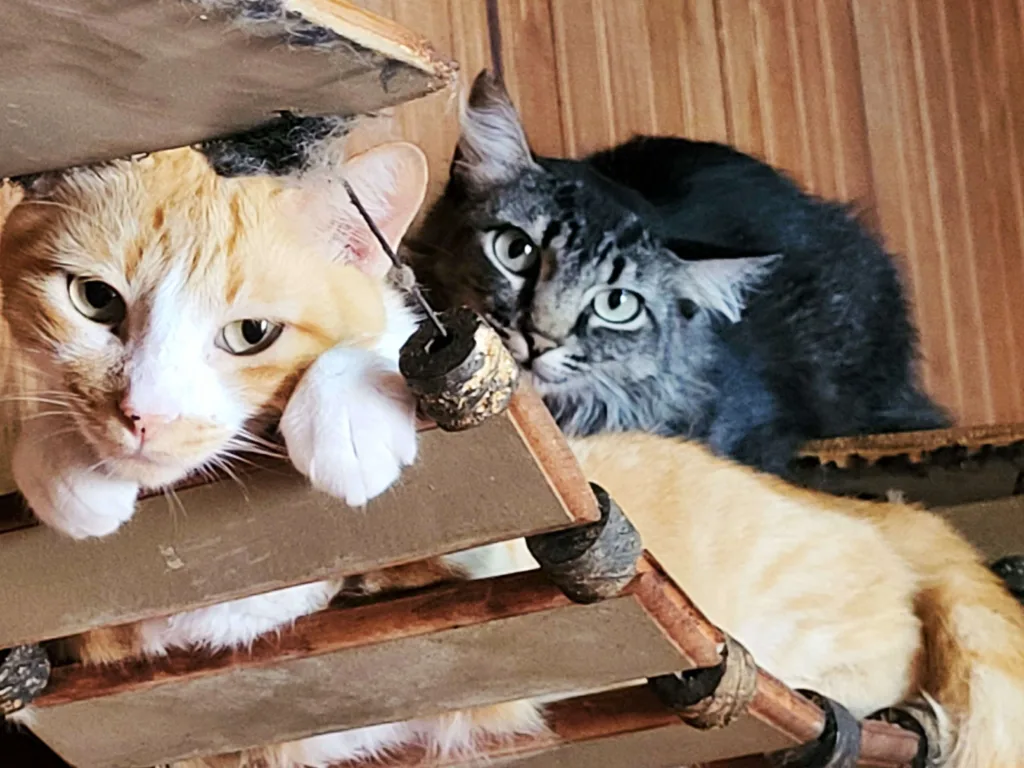 Abandono de gatos no CDHU cria riscos e sobrecarrega cuidadora em Marília