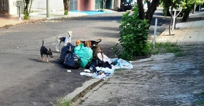 Cães soltos espalham sujeira e queixas em bairro tradicional