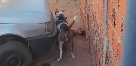 ONG recolhe pitbull por ataque e morte de cães 