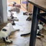 Abandono de gatos no CDHU cria riscos e sobrecarrega cuidadora