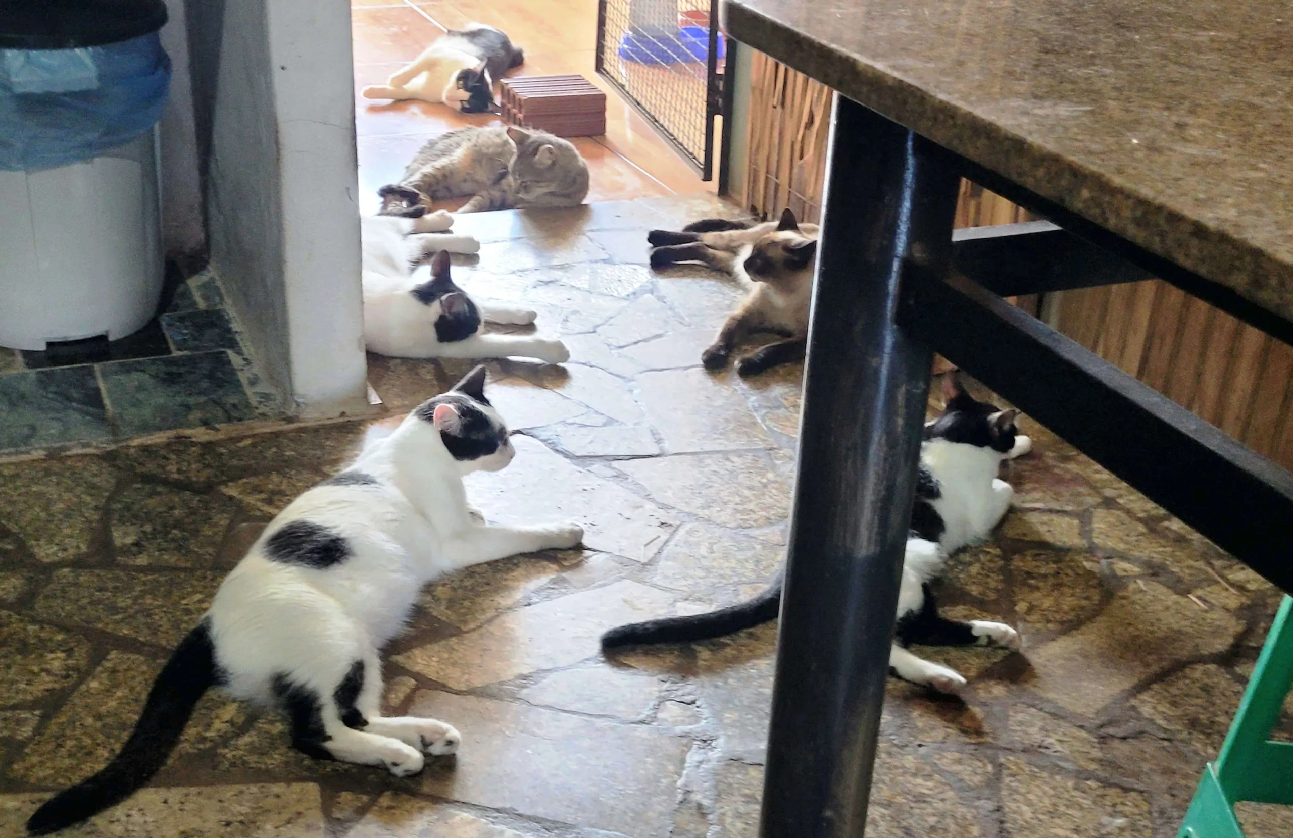 Abandono de gatos no CDHU cria riscos e sobrecarrega cuidadora