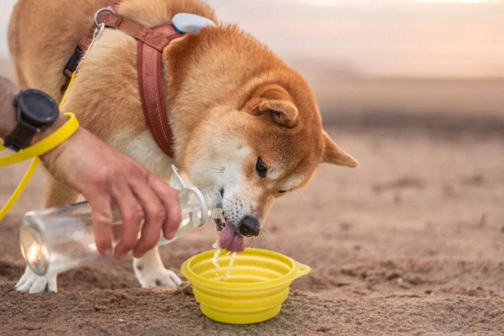 4 cuidados com os animais na praia e na piscina