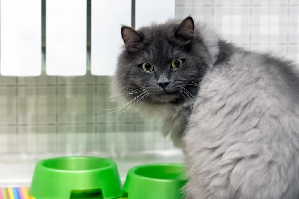 4 características do gato da raça nebelung 