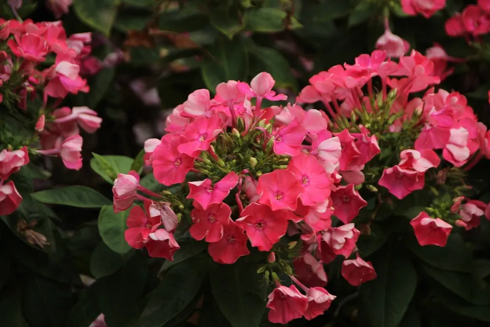 beijinho (impatiens walleriana)