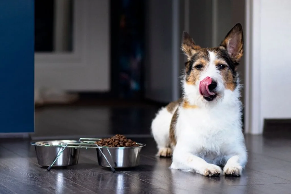 7 mitos comuns sobre cachorros idosos