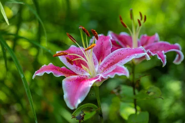 7 segredos para cultivar lírio asiático e ter flores deslumbrantes o ano todo