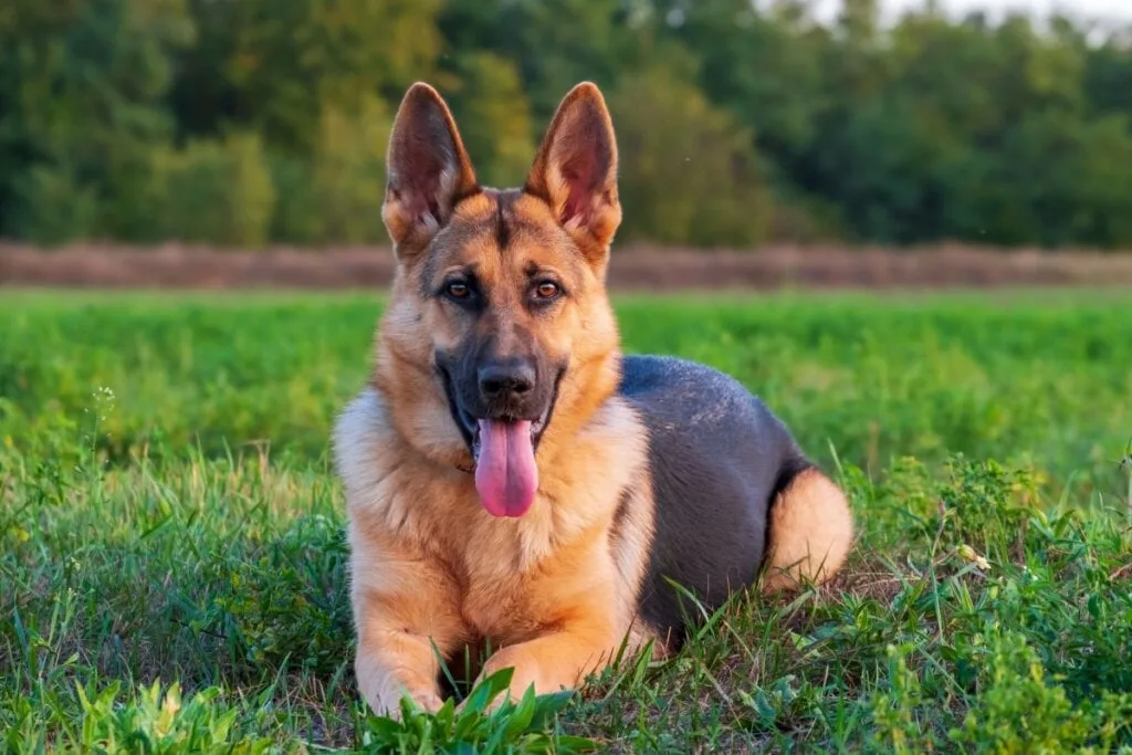 7 diferenças entre as raças pastor alemão e pastor belga malinois 