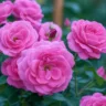 8 macetes para cuidar da rosa trepadeira e deixá-la sempre floridav