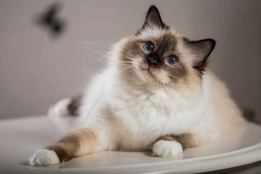 8 diferenças entre as raças de gato birmanês e ragdoll 