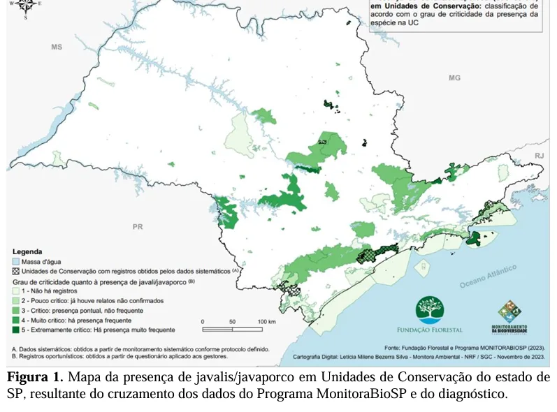 Estado abre contratação para controle e abate de até 380 javalis