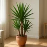 5 cuidados essenciais para manter a yucca firme e bonita o ano inteiro