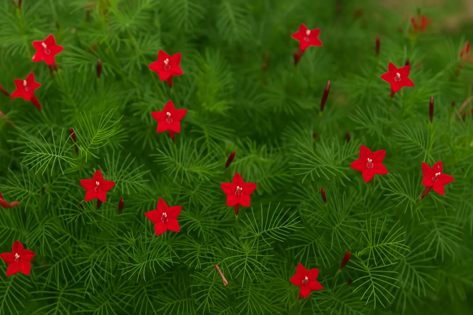 5 cuidados para que sua esqueletinho fique cheia de flores