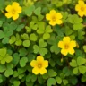 Trevo amarelo 6 dicas para manter as folhas vibrantes e florir com frequência