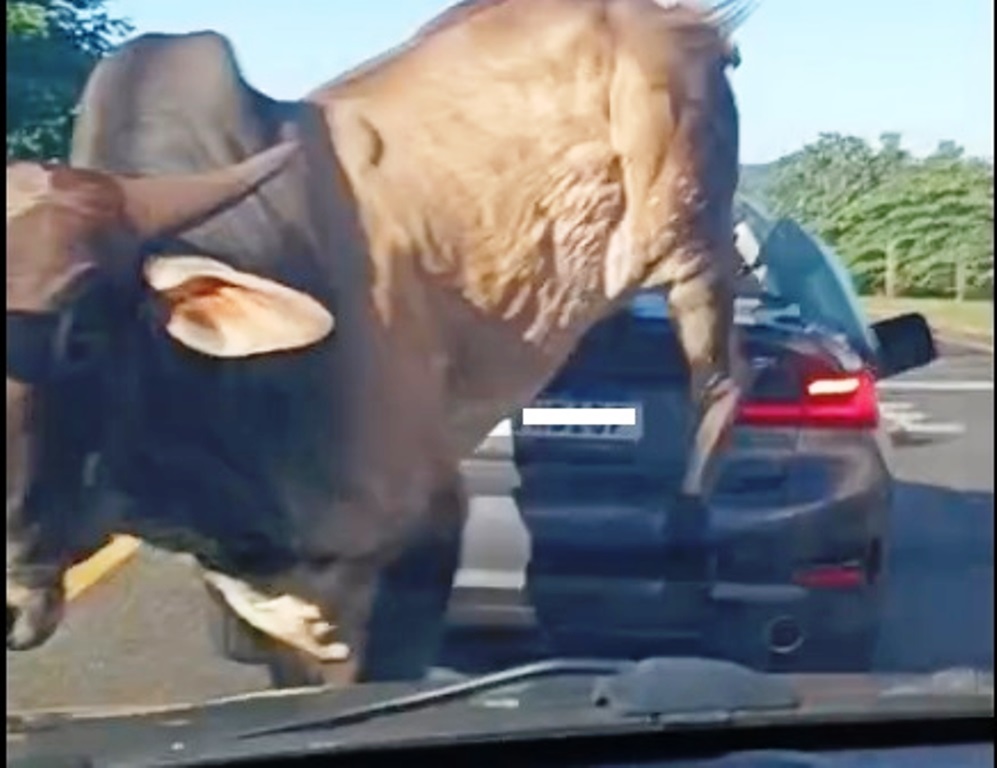 Touro salta em carros com danos e sustos em Ribeirão