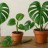 4 dicas para cultivar costela-de-adão em ambientes internos sem erro