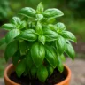 Manjericão fresquinho o segredo para colher folhas mais aromáticas e evitar flores precoces