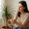 Dracena a dica poderosa que evita o amarelamento das pontas das folhas