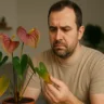 Seu antúrio mostra esses 3 sinais claros de que não está feliz no ambiente